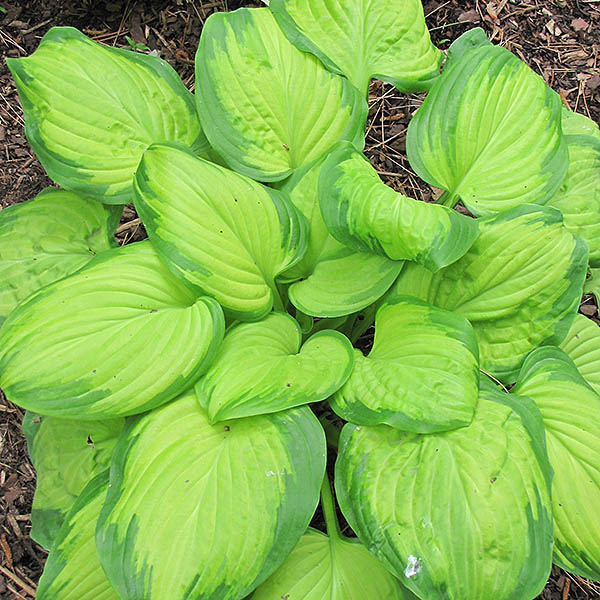 HOSTA 'STAINED GLASS' 1G