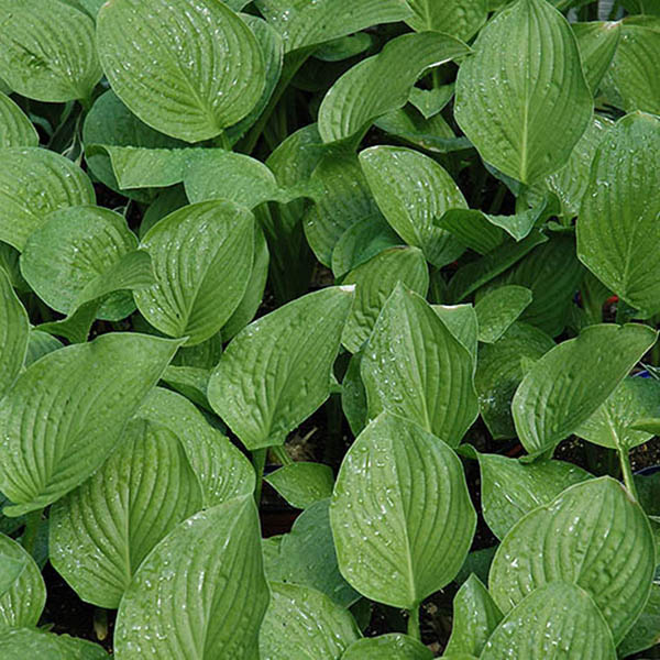 HOSTA 'ROYAL STANDARD' 1G