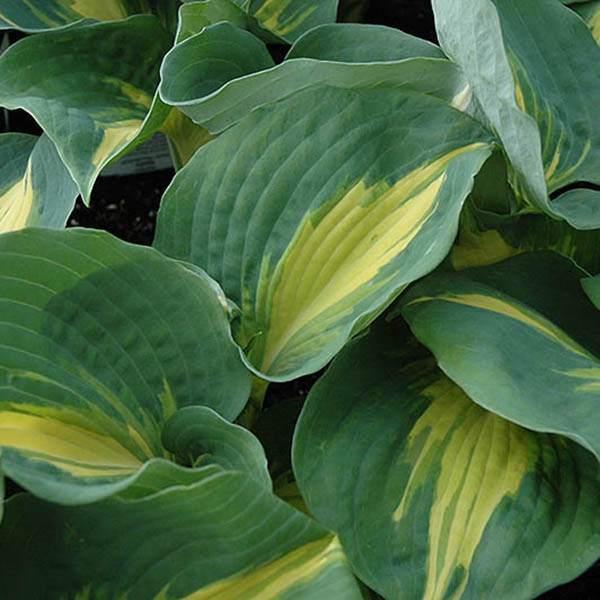 HOSTA 'TEARS IN HEAVEN' 1G