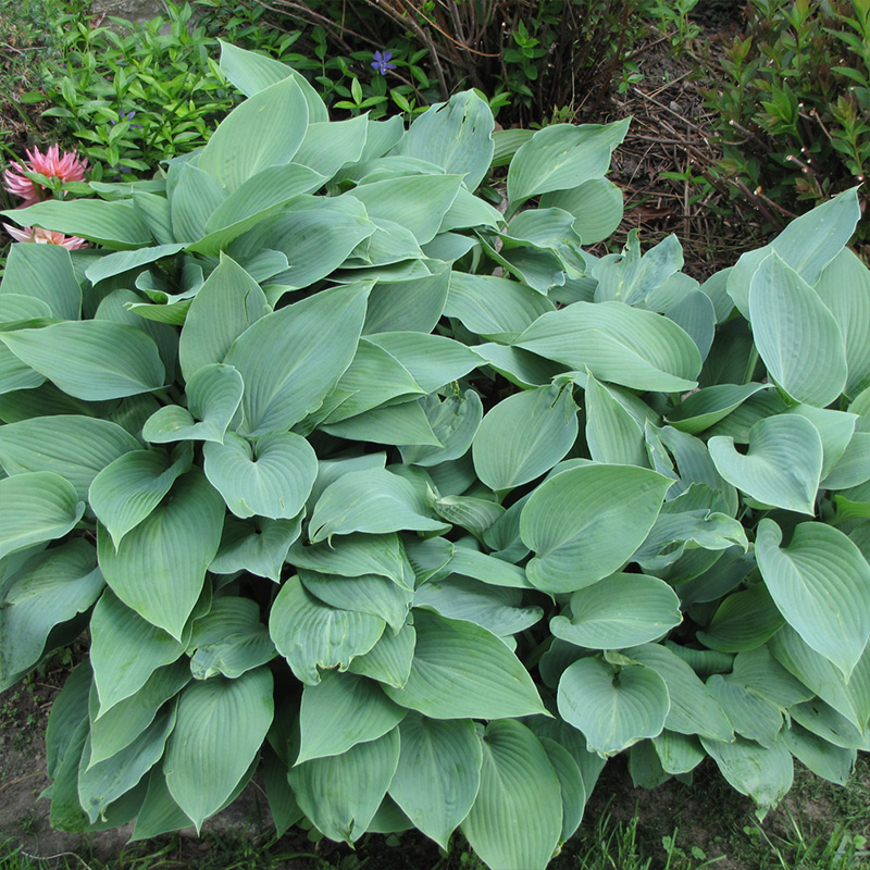 HOSTA 'HALCYON' 1QT