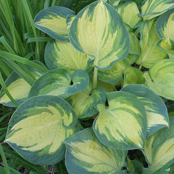 HOSTA 'DREAM QUEEN' 1G