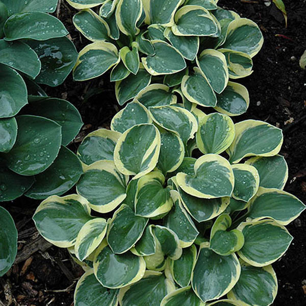 HOSTA 'MIGHTY MOUSE' QT