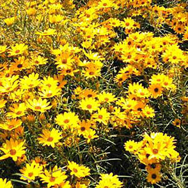 HELIANTHUS 'FIRST LIGHT' 1G