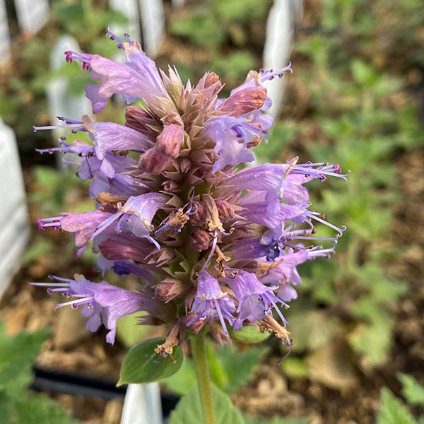 Agastache x 'KUDOS? Silver Blue'