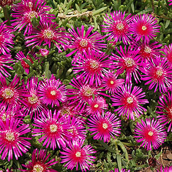 DELOSPERMA 'COOPERI' 1G
