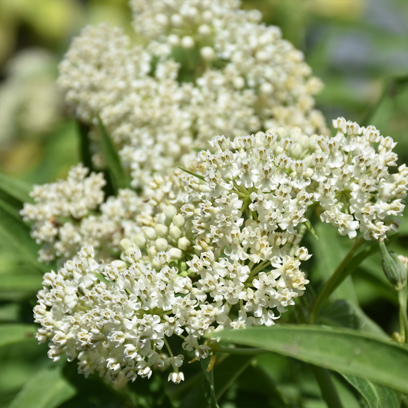 ASCLEPIAS 'ICE BALLET' 1G