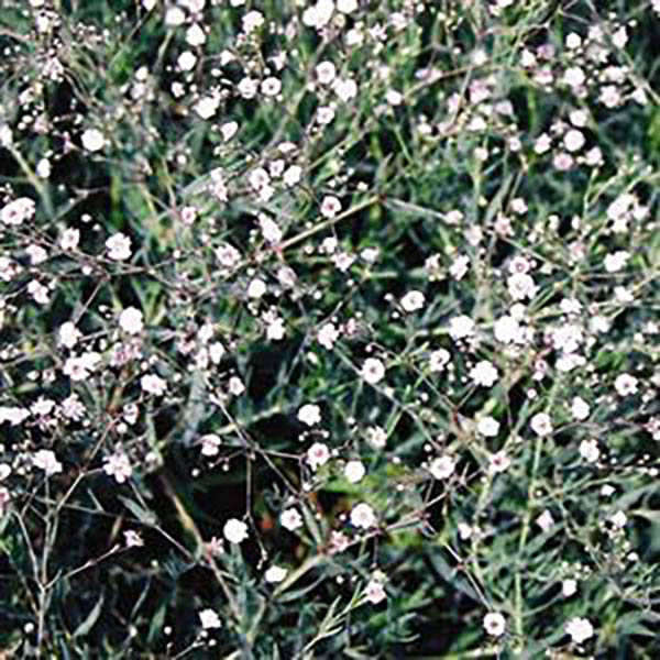 GYPSOPHILA 'FESTIVAL PINK' 1G