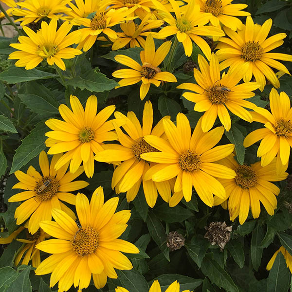 HELIOPSIS 'TUSCAN GOLD' 1G