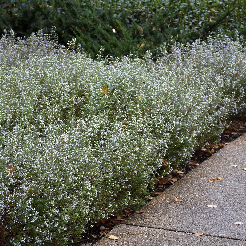 CALAMINTHA 'NEPETA' 1G
