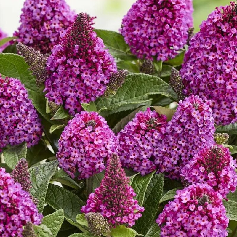 BUDD 'LITTLE ROCKSTARS PURPLE'