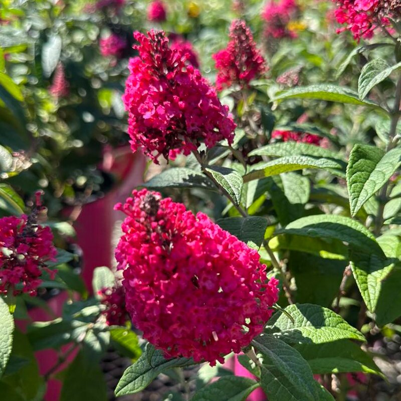 BUDD 'LITTLE ROCKSTARS RED' 1G