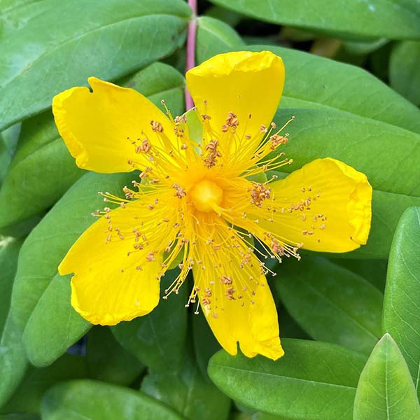 HYPERICUM CALYCINUM 1G