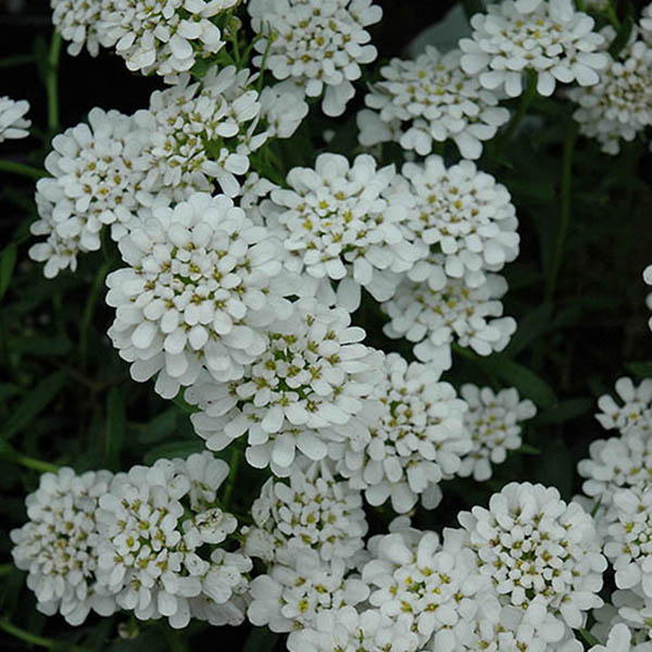 IBERIS 'ALEXANDER'S WHITE' 1G