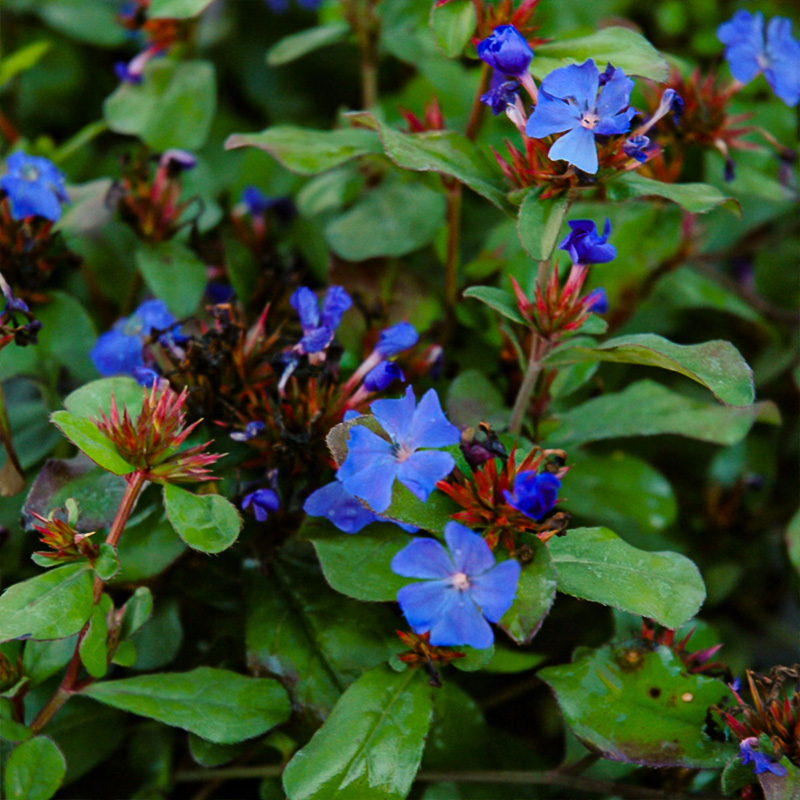 CERATOSTIGMA 'PLUMBAGINOIDES' QT