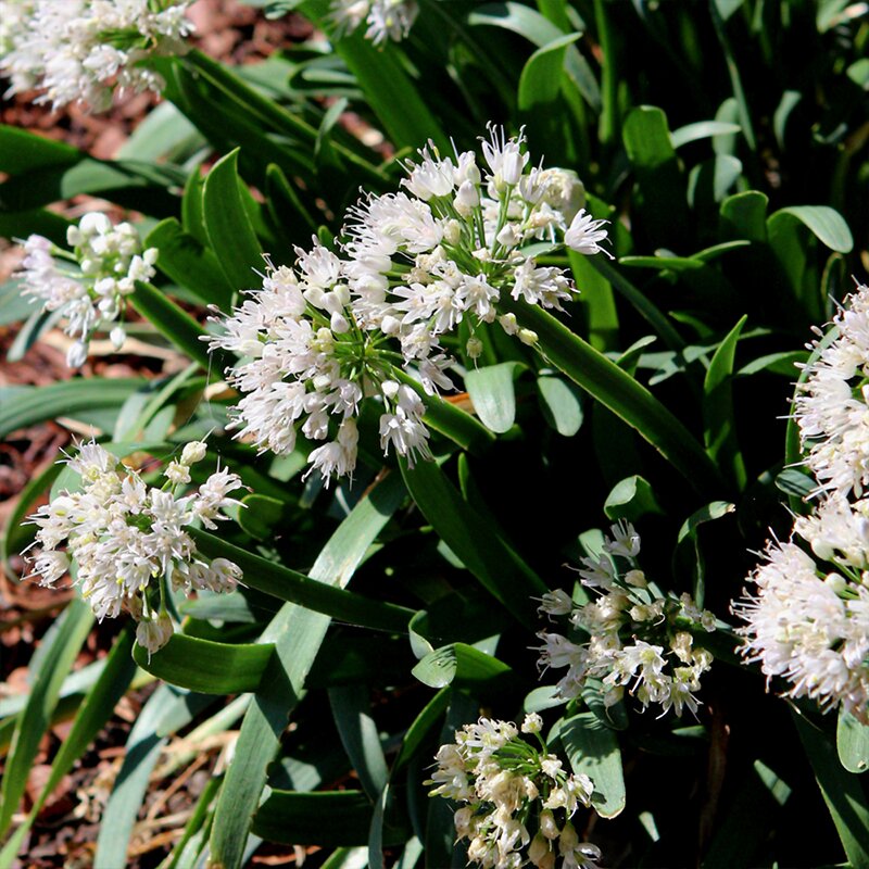 ALLIUM 'BIG BEAUTY' 1G