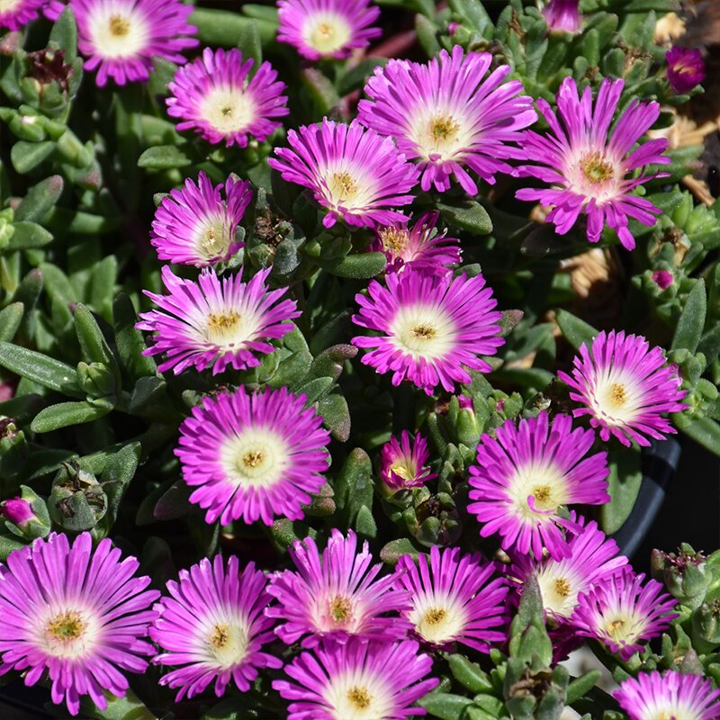 DELOSPERMA 'ORNG SUN VIOLET' 1G