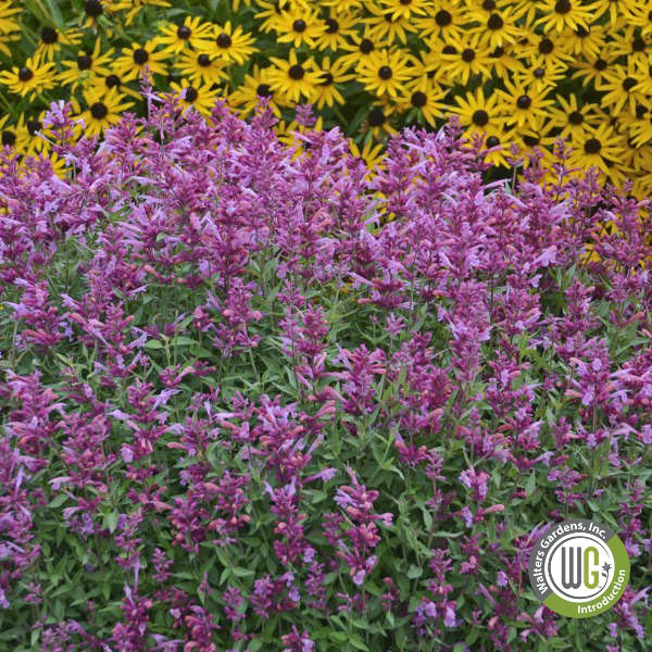 AGASTACHE 'ROSIE POSIE' 1G