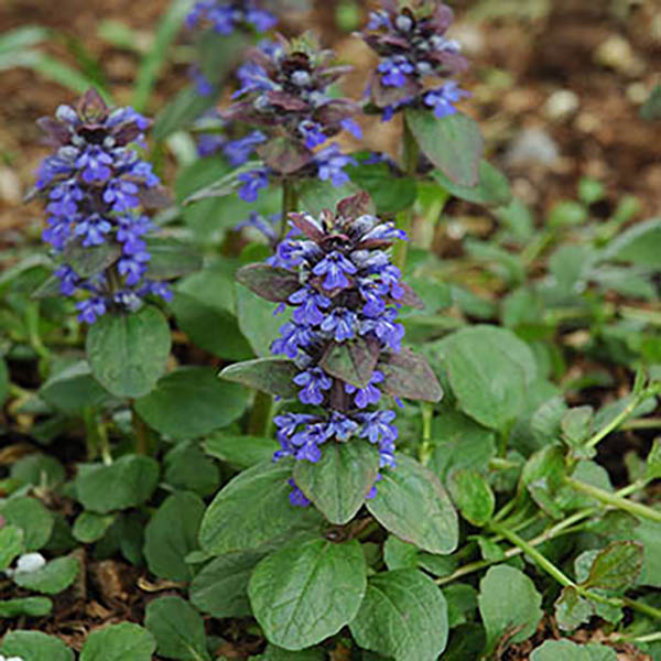 BAPTISIA 'PLUM ROSY' 1G