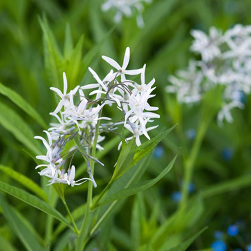 AMSONIA 'ILLUSTRIS' 1G