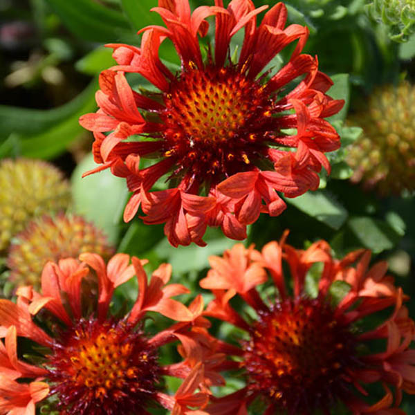 ASTER 'NOVI BELGII' 2G