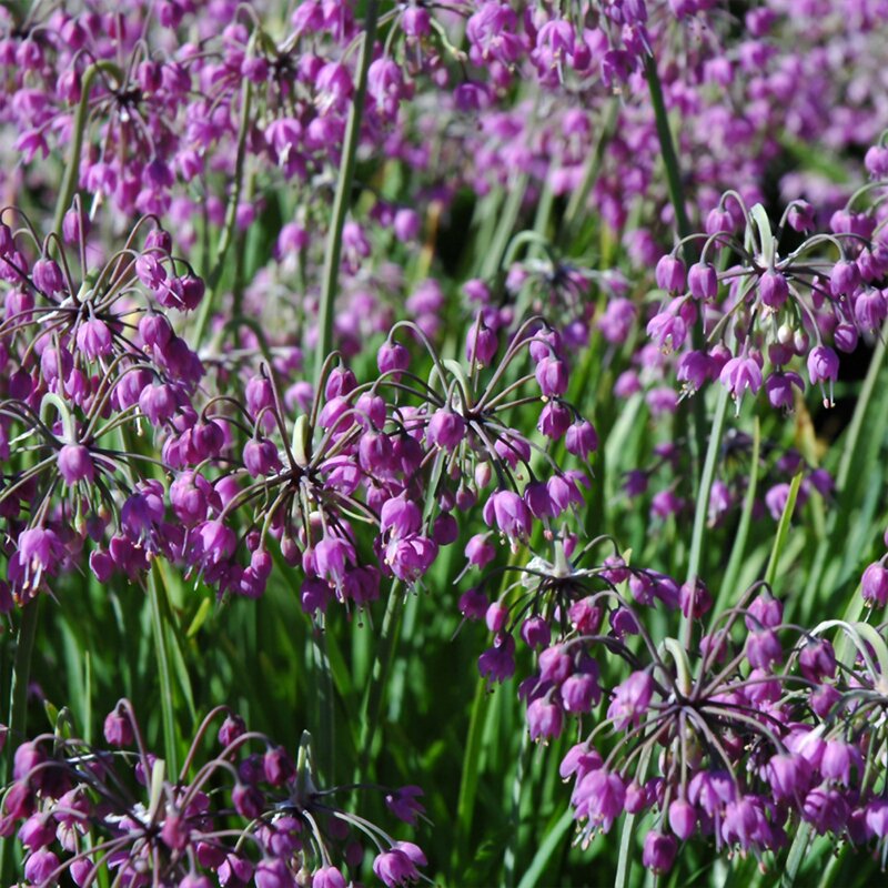 ALLIUM CERNUUM 1G