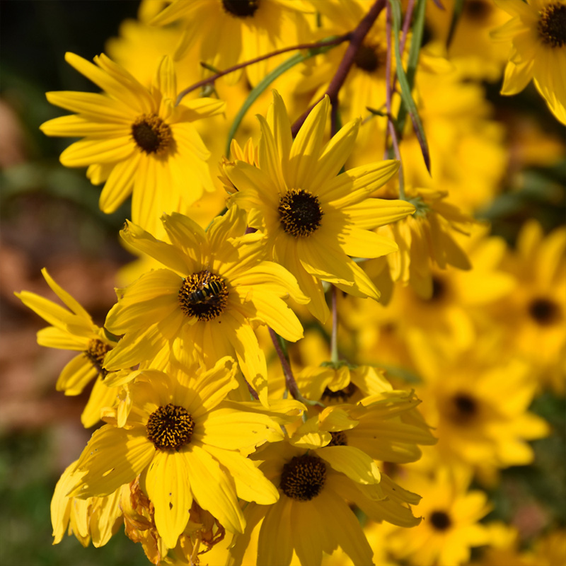 HELIANTHUS ANGUSTIFOLIUS 2G