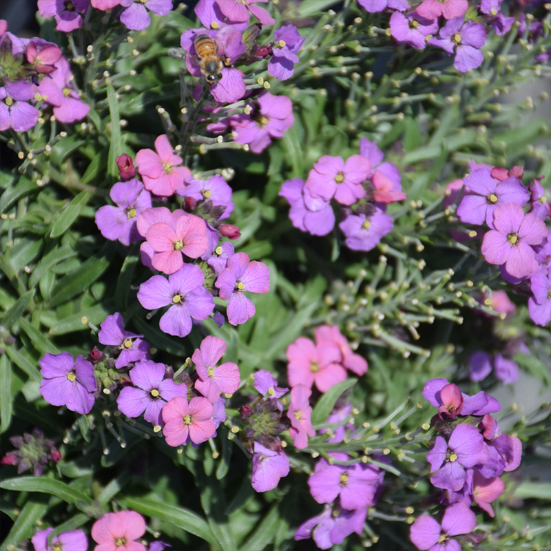 ERYSIMUM 'SUNSTRONG VIOLET' 1G