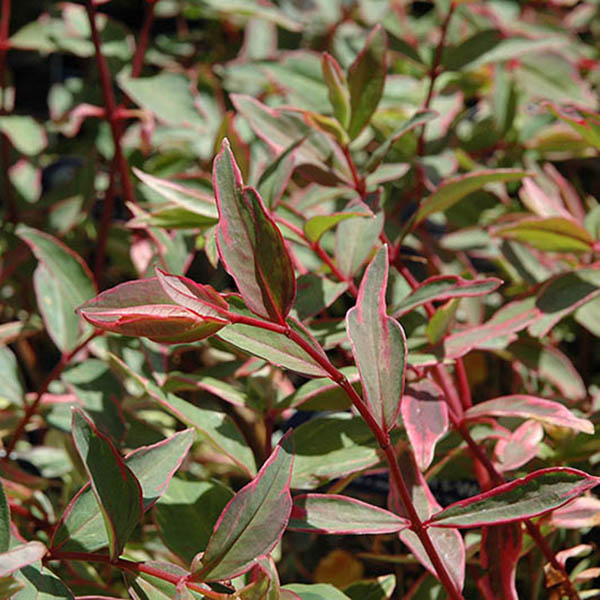 ARABIS 'LTL TREAS DEEP ROSE' 1QT