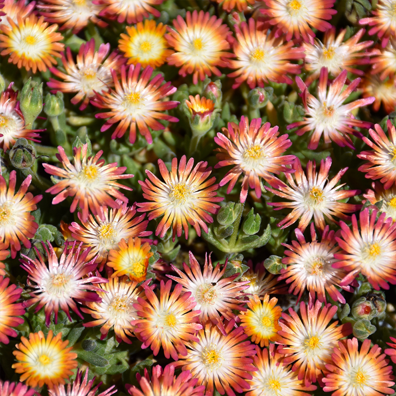 DELOSPERMA 'RUBY' QT