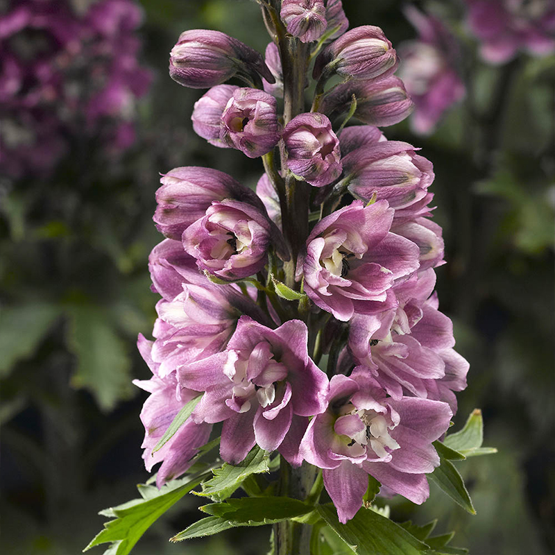 DELPHINIUM 'DELPHINA PNK WHT'