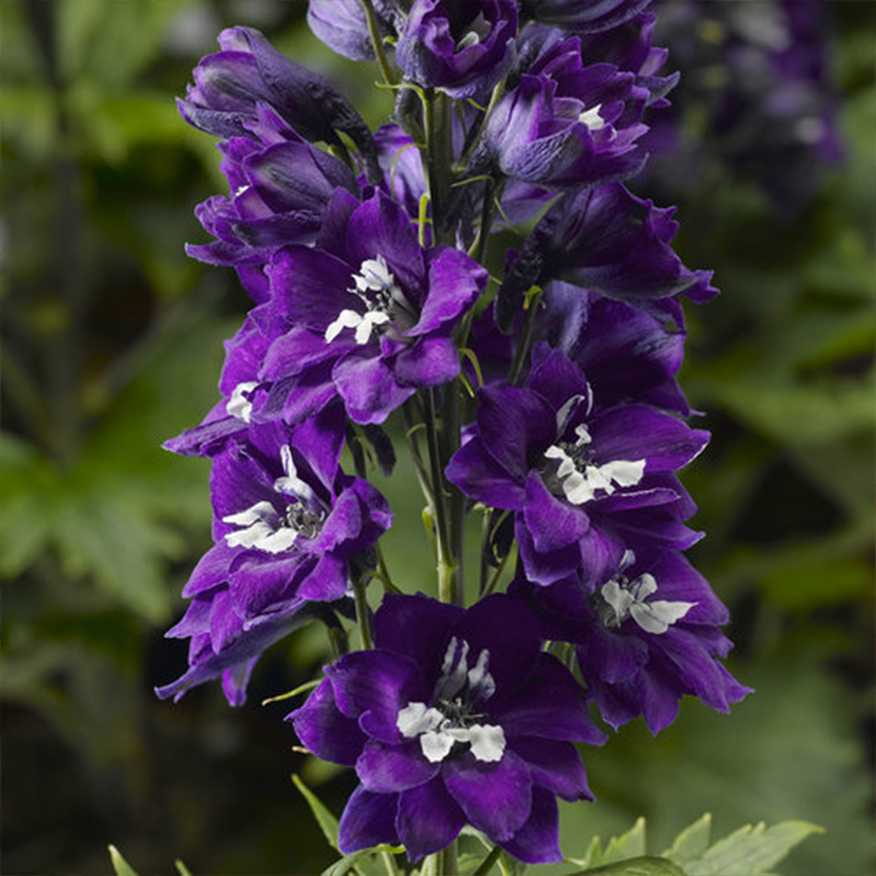 DELPHINIUM 'DELPHINA WHITE BLCK'