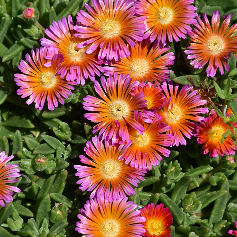 DELOSPERMA 'OCEAN SUNSET ORNG' 1