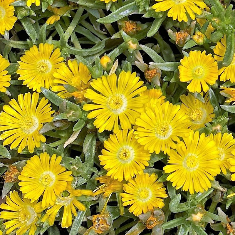 DELOSPERMA 'DELMARA YELLOW' 1G