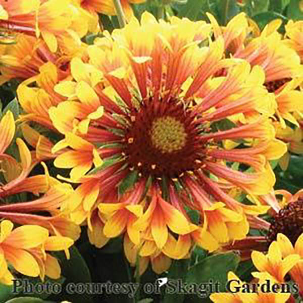 GAILLARDIA 'GUSTO YELLOW' 1G