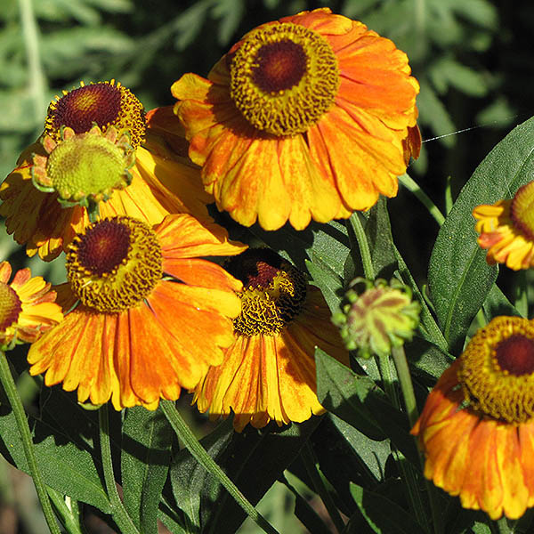 HELENIUM 'LOYSDER WIECK' 1G