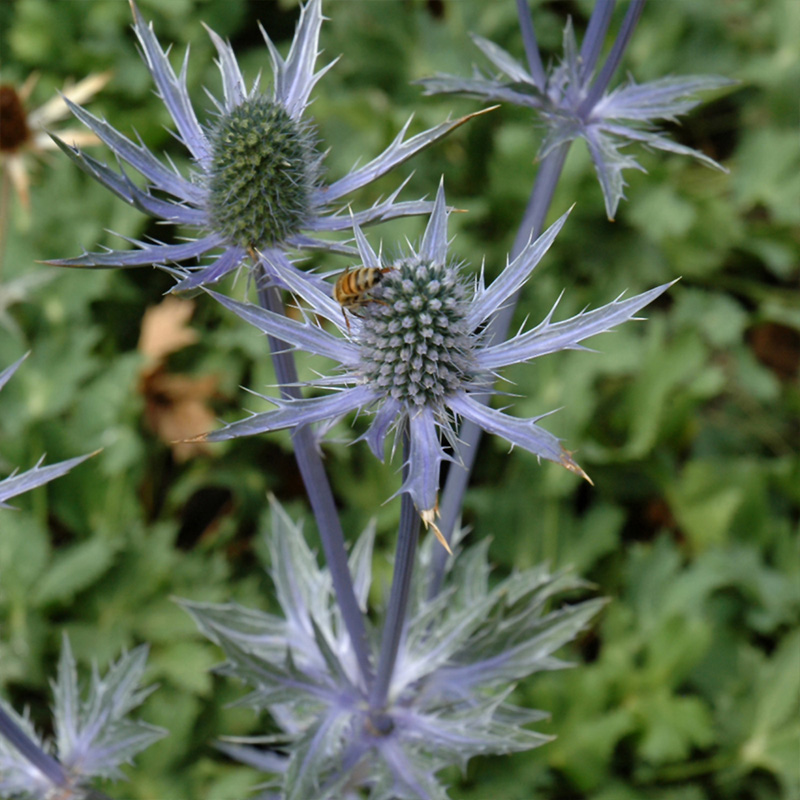 ERYNGIUM 'BIG BLUE' 1G