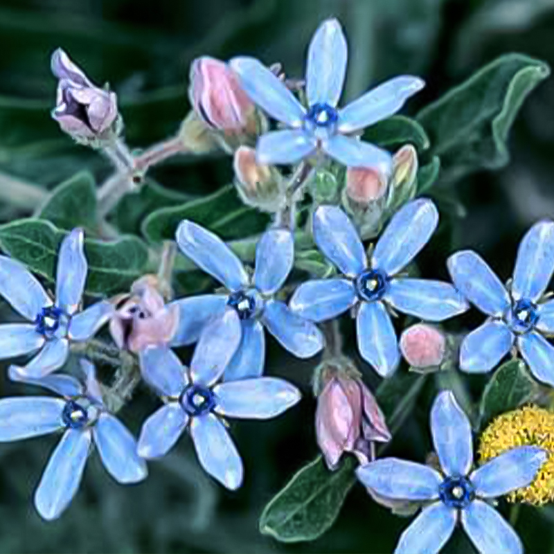 OXYPETALUM 'TW10EEDIA' QT