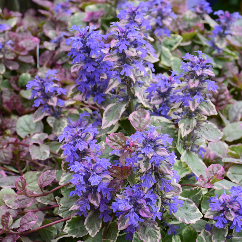 AJUGA 'BURGUNDY GLOW' QT