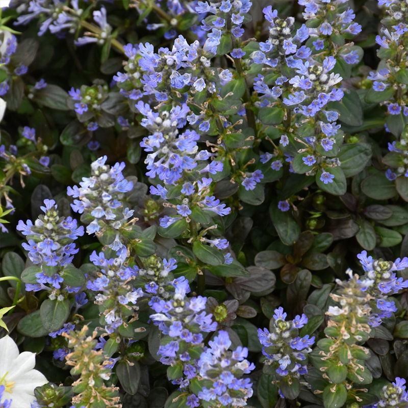 AJUGA 'CHOCOLATE CHIP' QT