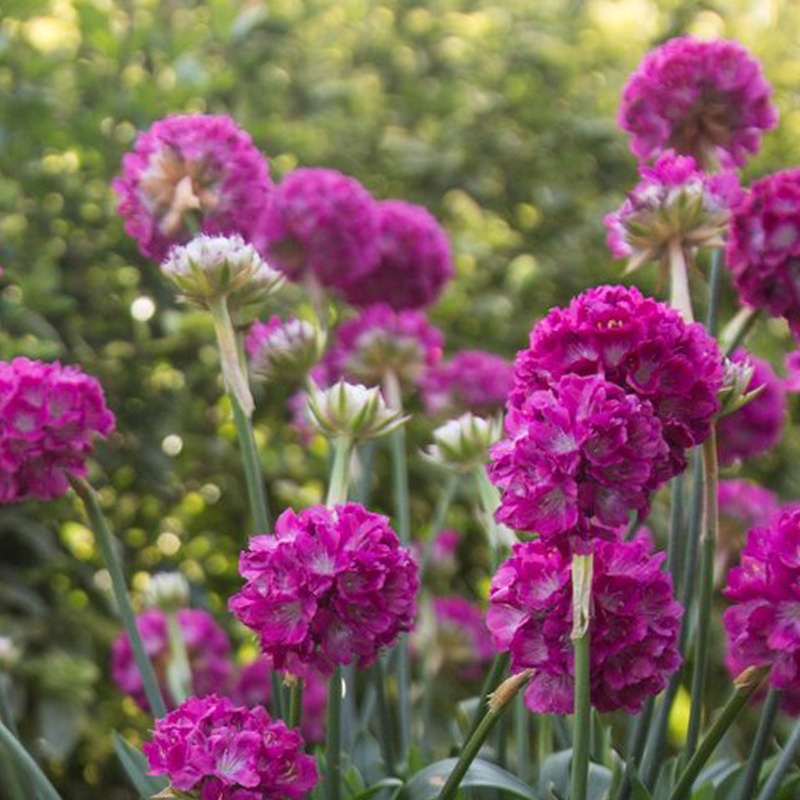 ARMERIA 'DREAMERIA DREAM WEAVER'