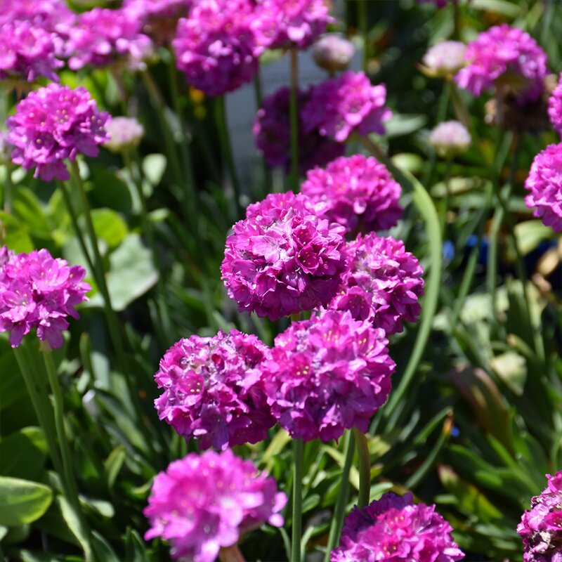 ARMERIA 'DREAMERIA VIVID DREAM'