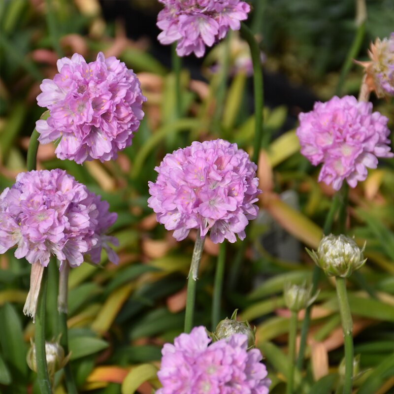 ARMERIA 'HYPNOTIC DREAMS' 1G