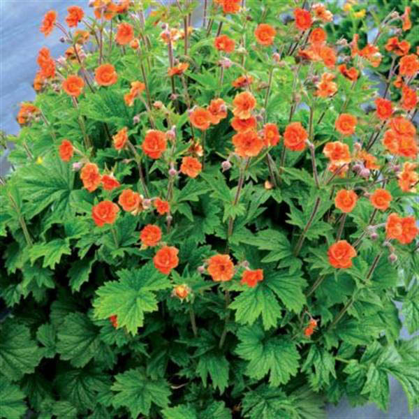 GEUM 'RUSTICO ORANGE' 1G