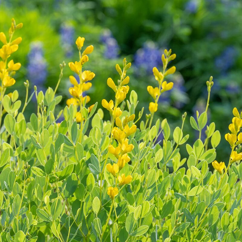 BAPTISIA 'TINCTORIA' 1G