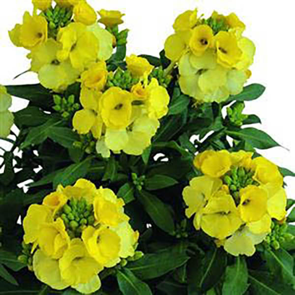 BAPTISIA 'AMERICAN GOLDFINCH' 2G