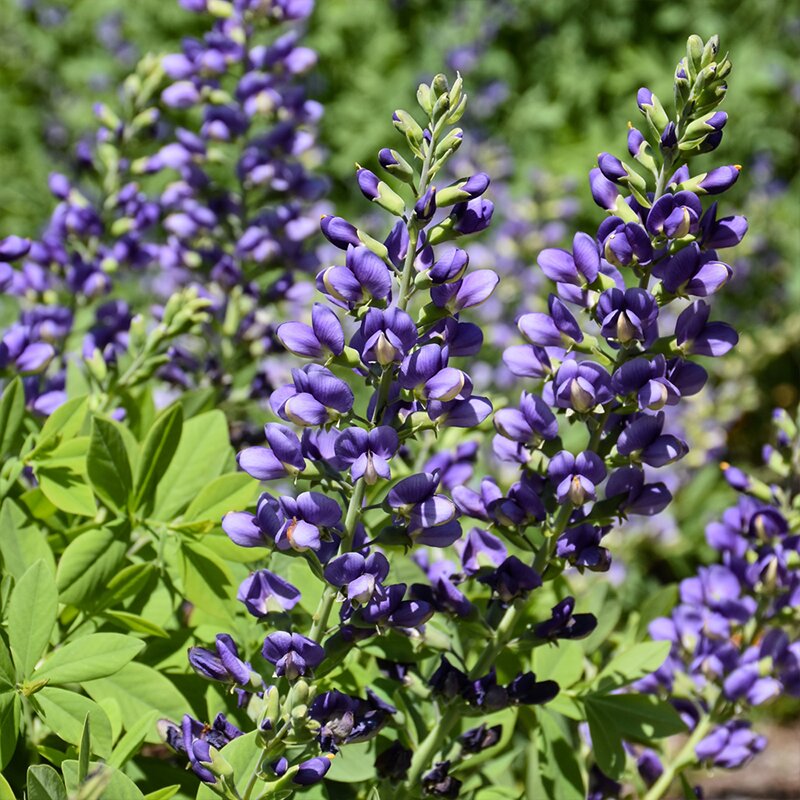 BAPTISIA 'BLUEBERRY SUNDAE' 2G