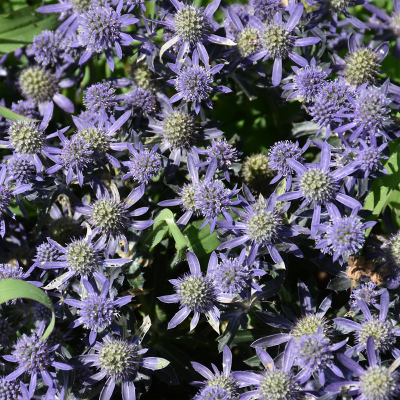ERYNGIUM 'BLUE HOBBIT' 1G