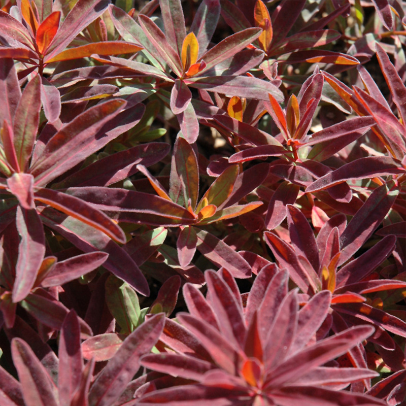 EUPHORBIA 'BONFIRE' 1G