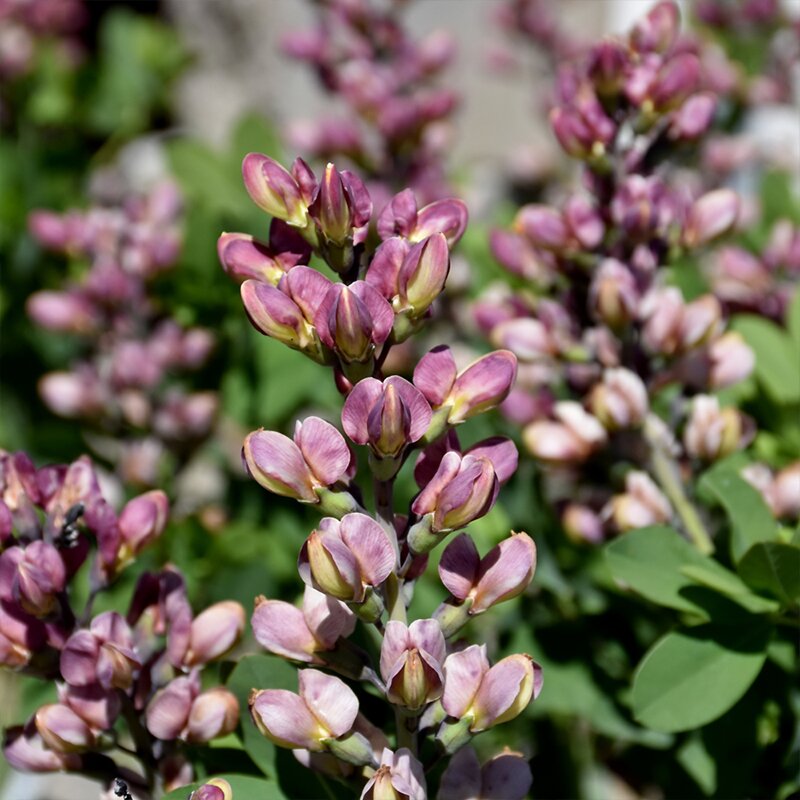 BAPTISIA 'PINK TRUFFLES' 2G