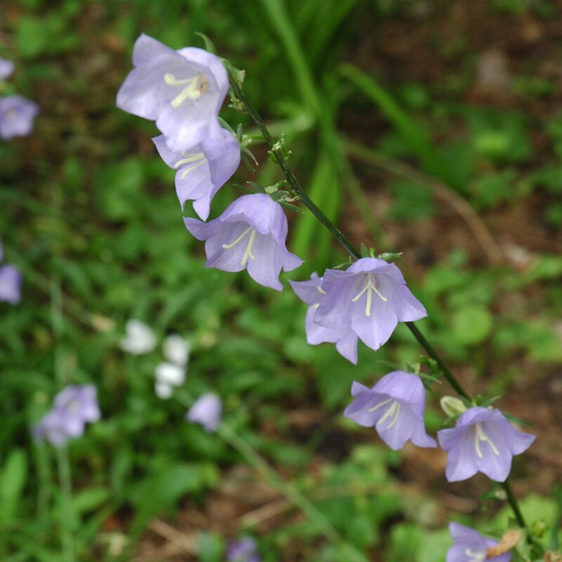 CAMPANULA 'ROTUNDIFOLIA' 1G